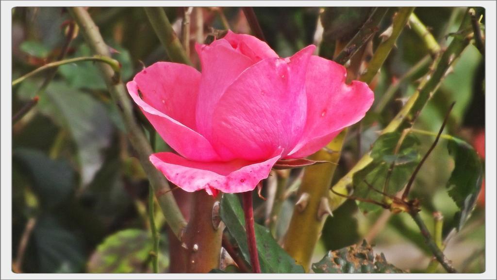 Pousada Das Rosas Campos do Jordão Esterno foto